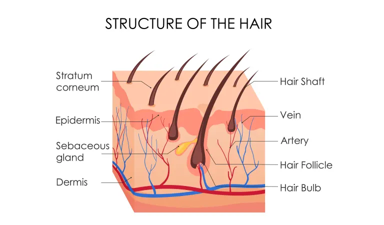 10 Things to know before Dr Batra's<sup>®</sup> New Hair treatment