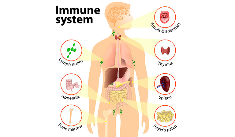 Tips to improve your immune system