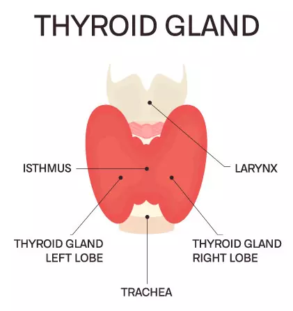 HOMEOPATHY FOR YOUR THYROID HEALTH