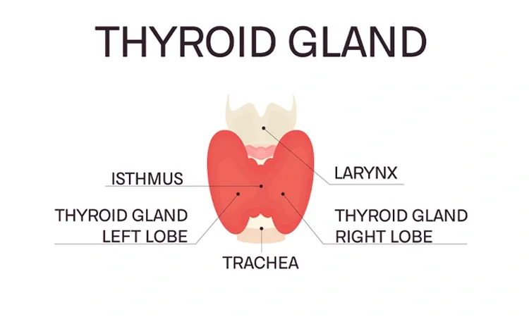 I Am Your Thyroid… Know my Functions…