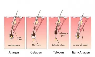 960 Hair Growth Cycle Stock Photos Pictures  RoyaltyFree Images   iStock  Hair follicle Hair loss